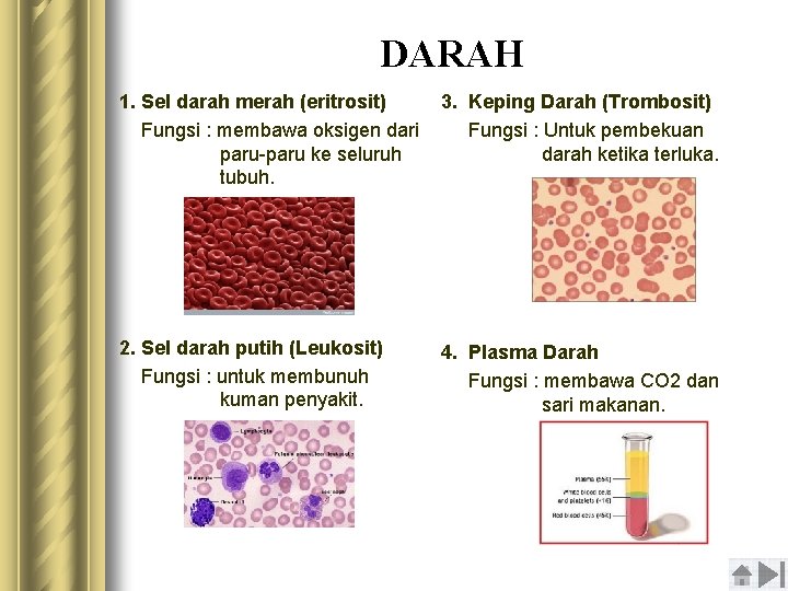 DARAH 1. Sel darah merah (eritrosit) 3. Keping Darah (Trombosit) Fungsi : membawa oksigen