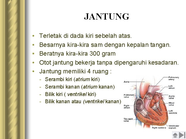 JANTUNG • • • Terletak di dada kiri sebelah atas. Besarnya kira-kira sam dengan