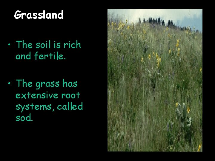 Grassland • The soil is rich and fertile. • The grass has extensive root