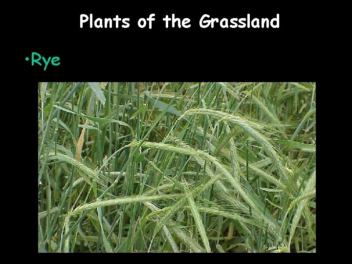 Plants of the Grassland • Rye 