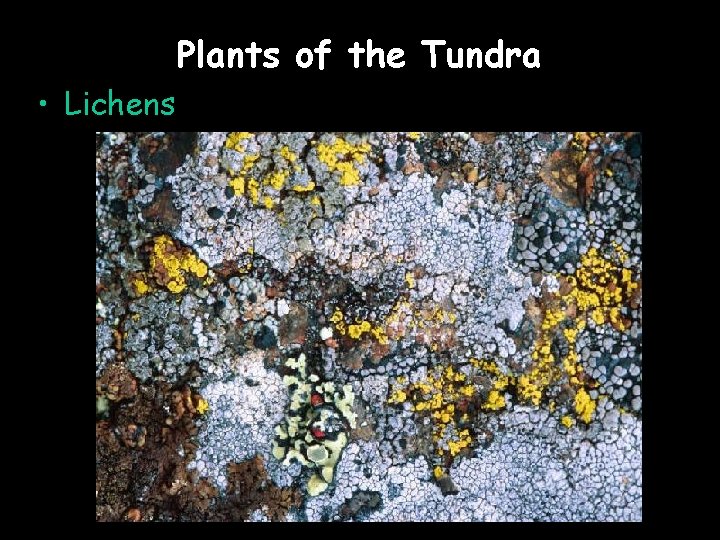 Plants of the Tundra • Lichens 
