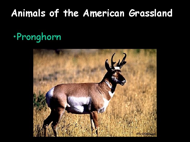 Animals of the American Grassland • Pronghorn 