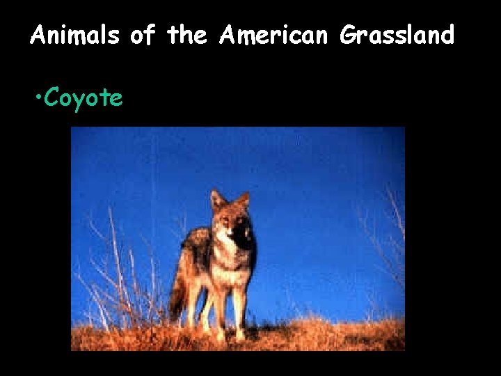 Animals of the American Grassland • Coyote 