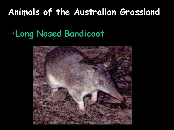 Animals of the Australian Grassland • Long Nosed Bandicoot 