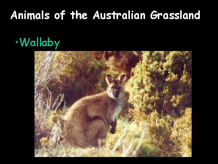 Animals of the Australian Grassland • Wallaby 