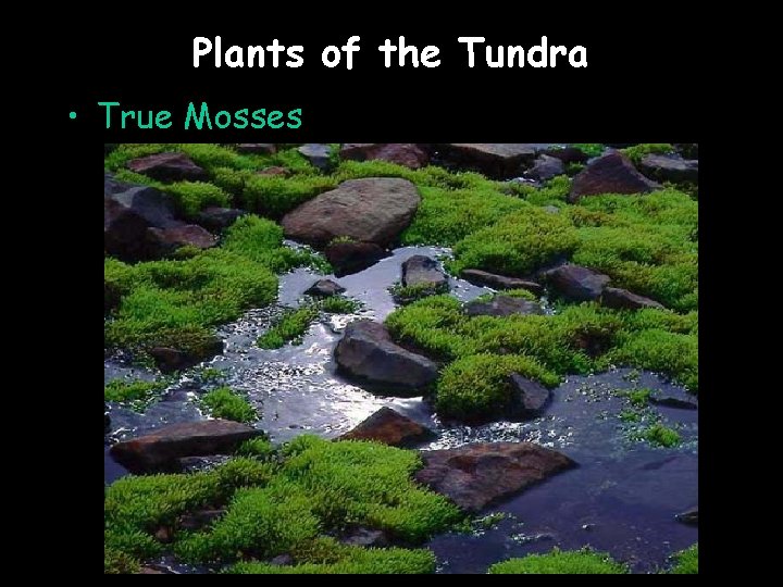 Plants of the Tundra • True Mosses 