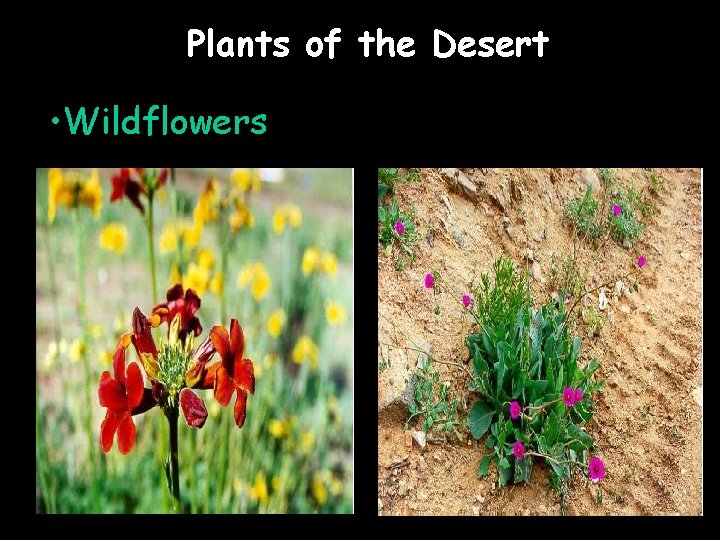 Plants of the Desert • Wildflowers 