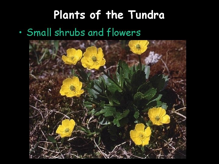 Plants of the Tundra • Small shrubs and flowers 