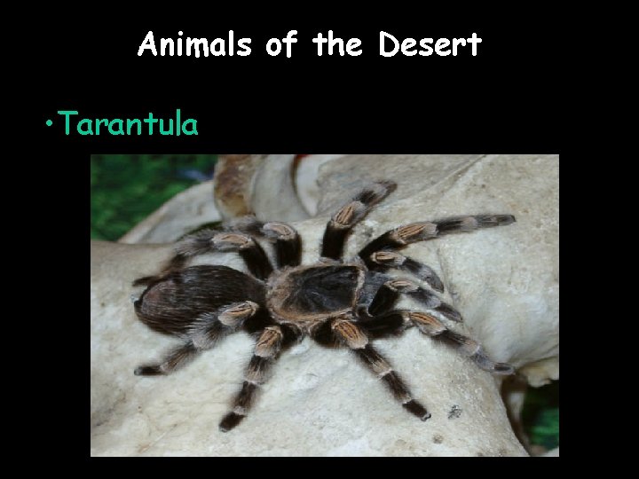 Animals of the Desert • Tarantula 