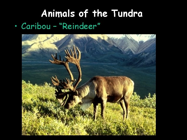 Animals of the Tundra • Caribou – “Reindeer” 