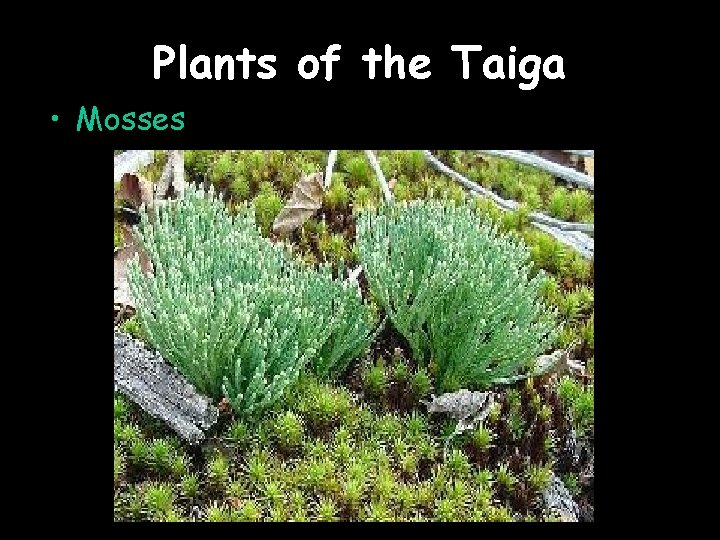 Plants of the Taiga • Mosses 