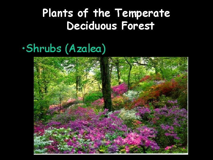 Plants of the Temperate Deciduous Forest • Shrubs (Azalea) 