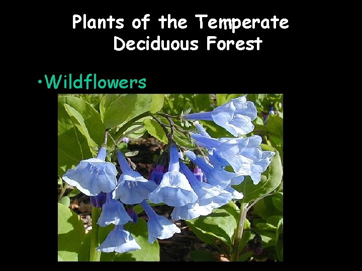 Plants of the Temperate Deciduous Forest • Wildflowers 