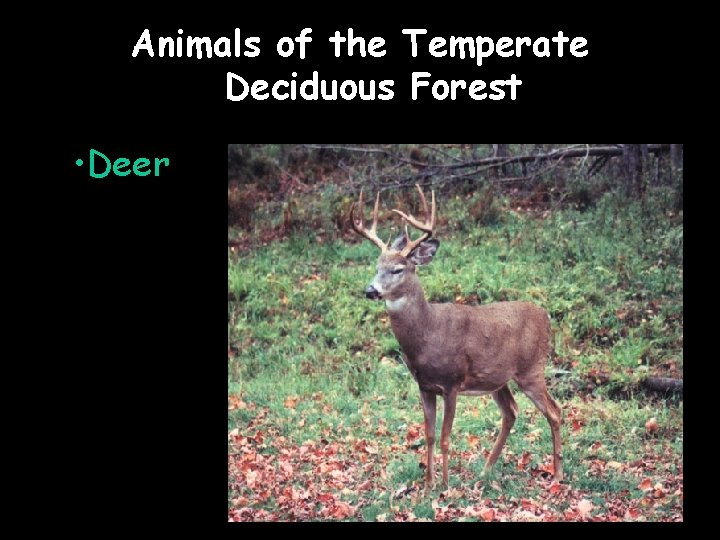 Animals of the Temperate Deciduous Forest • Deer 