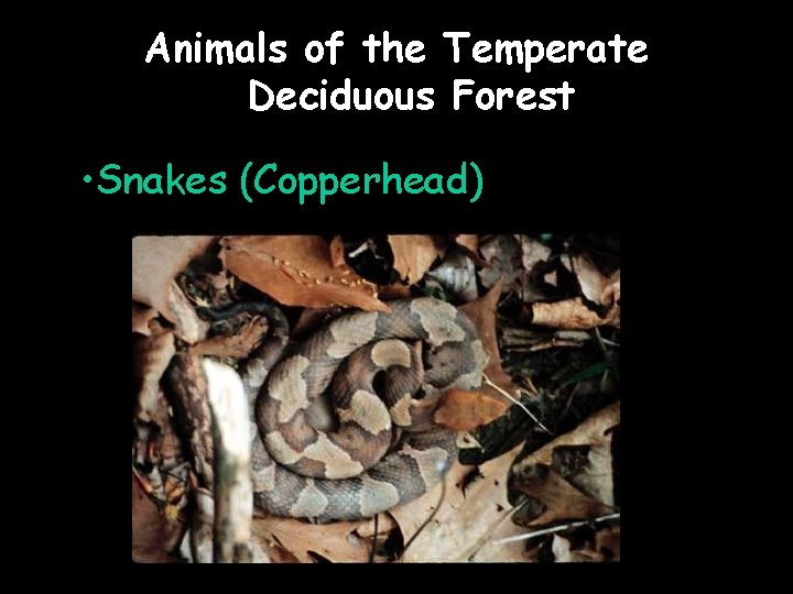 Animals of the Temperate Deciduous Forest • Snakes (Copperhead) 