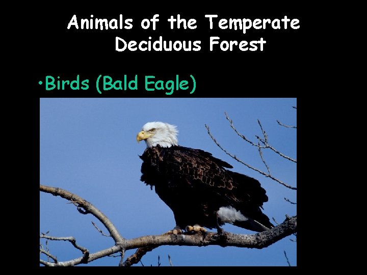 Animals of the Temperate Deciduous Forest • Birds (Bald Eagle) 