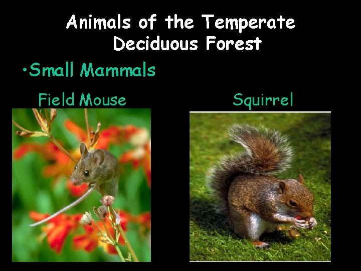 Animals of the Temperate Deciduous Forest • Small Mammals Field Mouse Squirrel 