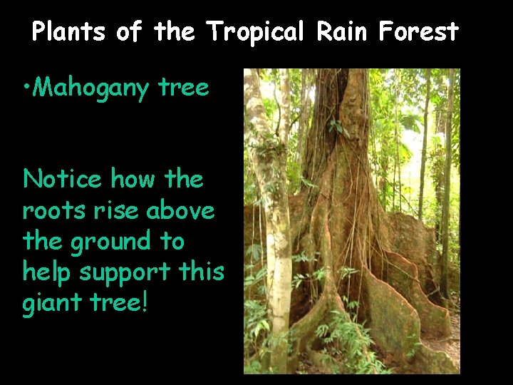 Plants of the Tropical Rain Forest • Mahogany tree Notice how the roots rise
