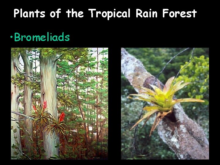 Plants of the Tropical Rain Forest • Bromeliads 