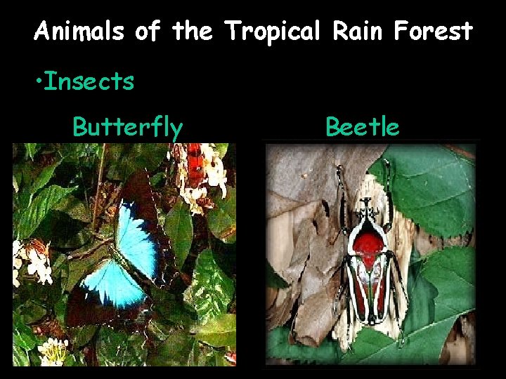 Animals of the Tropical Rain Forest • Insects Butterfly Beetle 