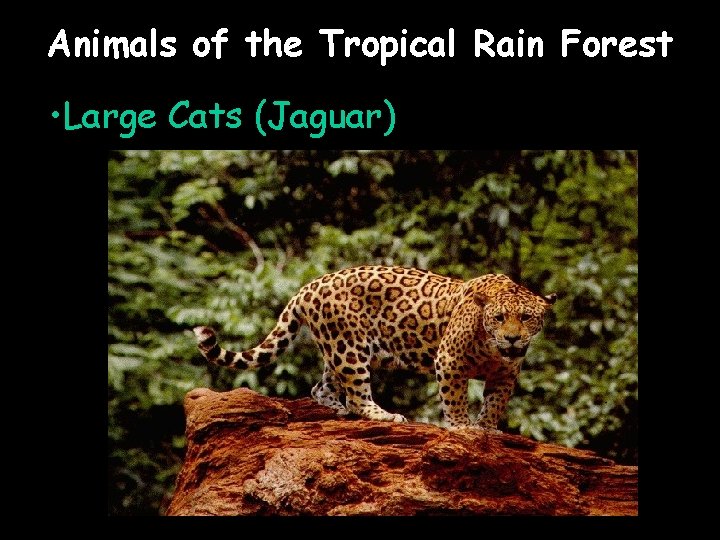 Animals of the Tropical Rain Forest • Large Cats (Jaguar) 