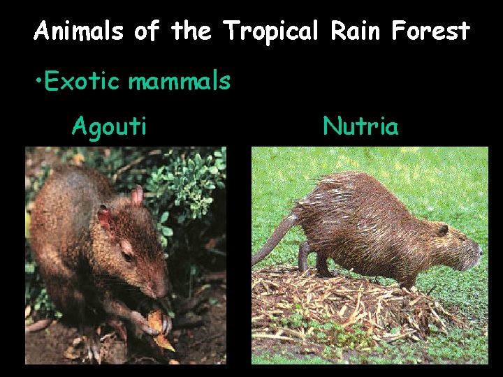 Animals of the Tropical Rain Forest • Exotic mammals Agouti Nutria 