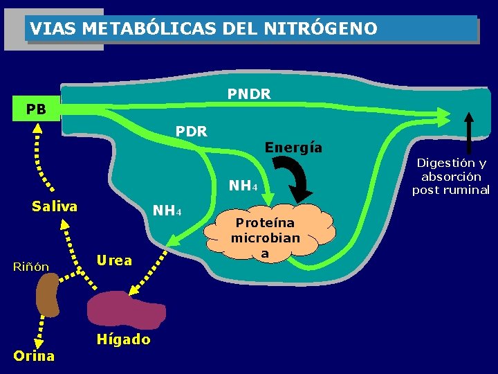 VIAS METABÓLICAS DEL NITRÓGENO PNDR PB PDR Energía NH 4 Saliva Riñón Orina NH