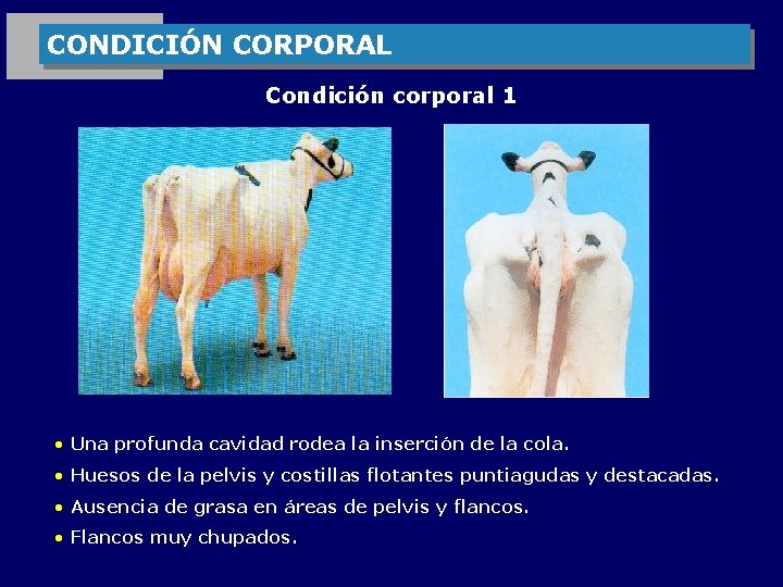 CONDICIÓN CORPORAL Condición corporal 1 • Una profunda cavidad rodea la inserción de la