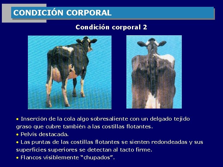 CONDICIÓN CORPORAL Condición corporal 2 • Inserción de la cola algo sobresaliente con un