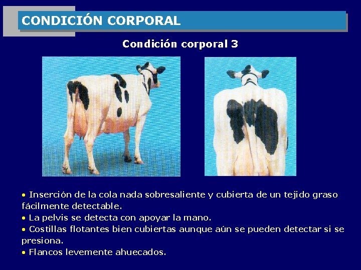 CONDICIÓN CORPORAL Condición corporal 3 • Inserción de la cola nada sobresaliente y cubierta