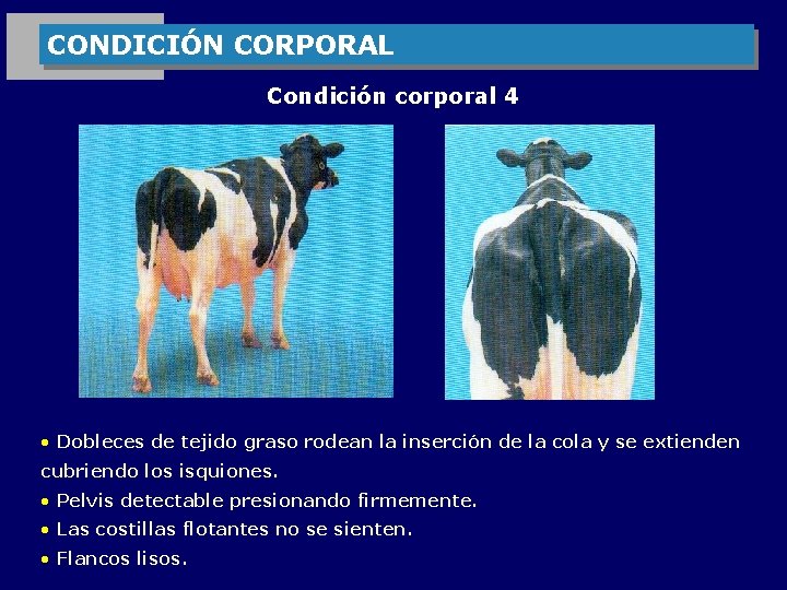 CONDICIÓN CORPORAL Condición corporal 4 • Dobleces de tejido graso rodean la inserción de