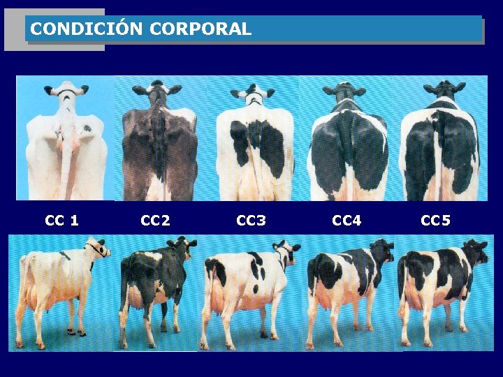 CONDICIÓN CORPORAL CC 1 CC 2 CC 3 CC 4 CC 5 