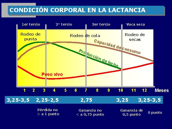 CONDICIÓN CORPORAL EN LA LACTANCIA 1 er tercio 2° tercio Rodeo de punta 3