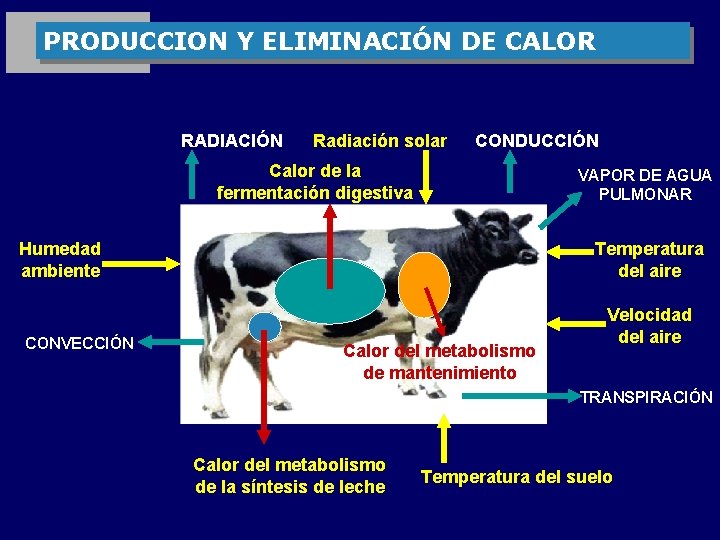 PRODUCCION Y ELIMINACIÓN DE CALOR RADIACIÓN Radiación solar CONDUCCIÓN Calor de la fermentación digestiva