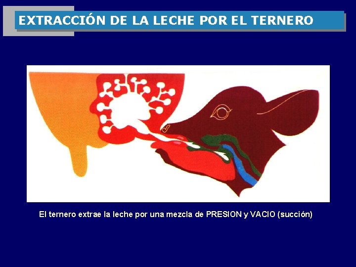 EXTRACCIÓN DE LA LECHE POR EL TERNERO El ternero extrae la leche por una