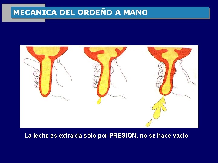 MECANICA DEL ORDEÑO A MANO La leche es extraída sólo por PRESION, no se