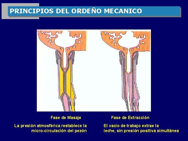 PRINCIPIOS DEL ORDEÑO MECANICO Fase de Masaje La presión atmosférica restablece la micro-circulación del