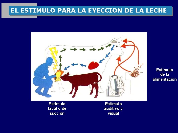 EL ESTIMULO PARA LA EYECCION DE LA LECHE Estímulo de la alimentación Estímulo tactil