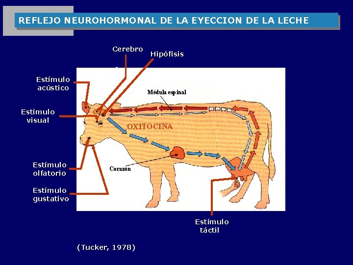 REFLEJO NEUROHORMONAL DE LA EYECCION DE LA LECHE Cerebro Estímulo acústico Estímulo visual Estímulo