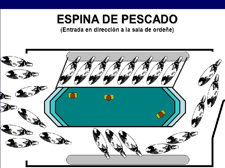 Espina de pescado 