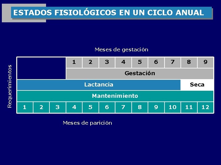 ESTADOS FISIOLÓGICOS EN UN CICLO ANUAL Requerimientos Meses de gestación 1 2 3 4