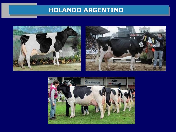  HOLANDO ARGENTINO 