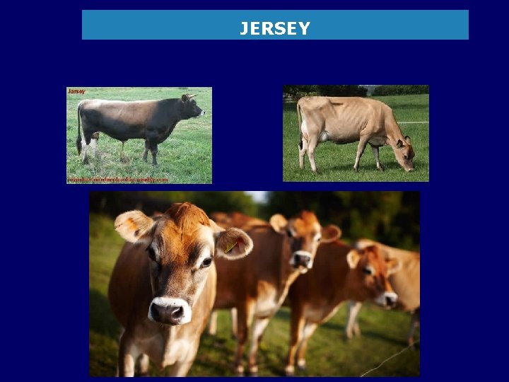 JERSEY 