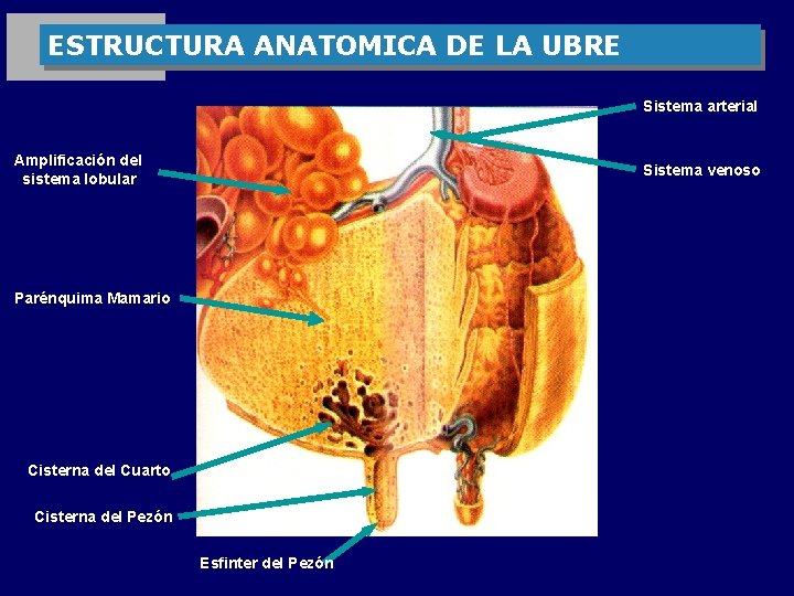 ESTRUCTURA ANATOMICA DE LA UBRE Sistema arterial Amplificación del sistema lobular Sistema venoso Parénquima