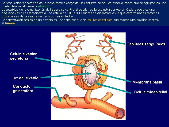 La producción y secreción de la leche corre a cargo de un conjunto de