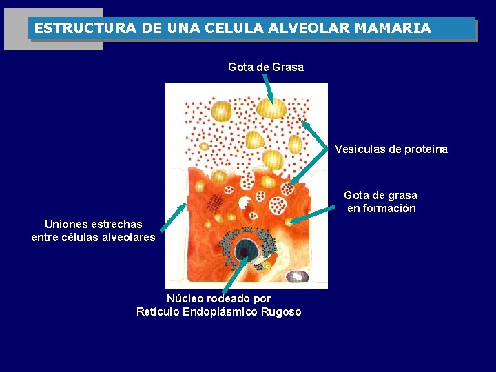 ESTRUCTURA DE UNA CELULA ALVEOLAR MAMARIA Gota de Grasa Vesículas de proteína Gota de