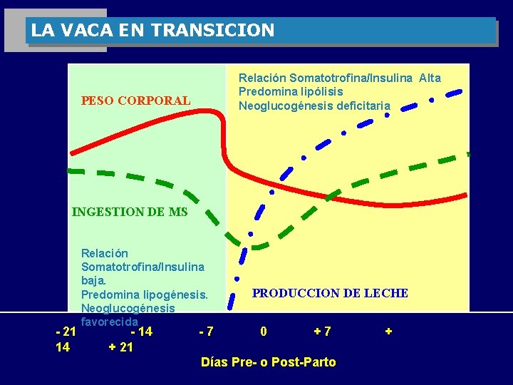 LA VACA EN TRANSICION Relación Somatotrofina/Insulina Alta Predomina lipólisis Neoglucogénesis deficitaria PESO CORPORAL INGESTION