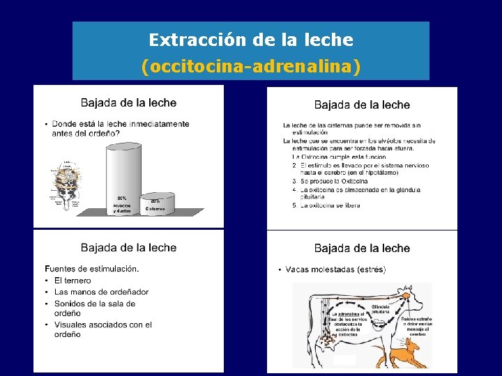 Extracción de la leche (occitocina-adrenalina) 