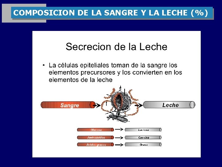 COMPOSICION DE LA SANGRE Y LA LECHE (%) 