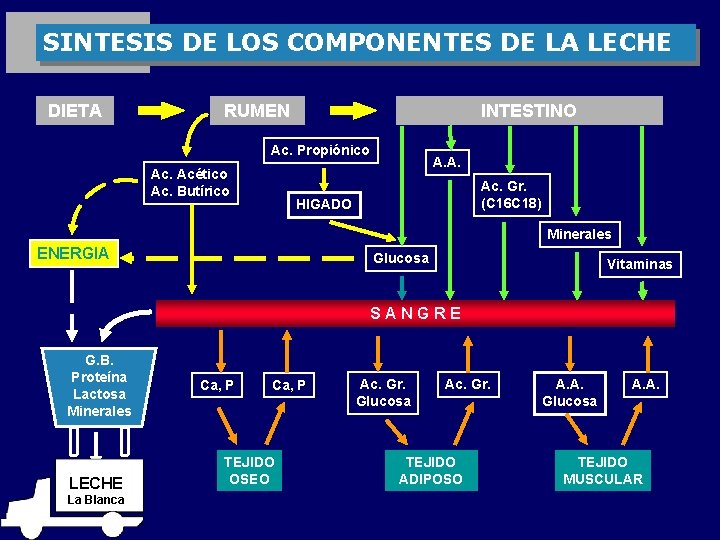 SINTESIS DE LOS COMPONENTES DE LA LECHE DIETA RUMEN INTESTINO Ac. Propiónico Ac. Acético